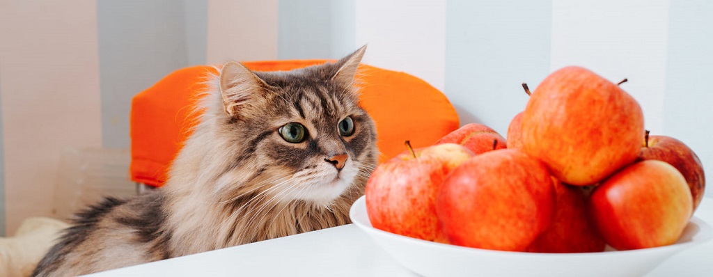 Can Cats Eat Apples Really