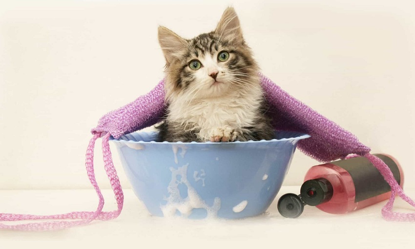 How to Shampoo a Kitten