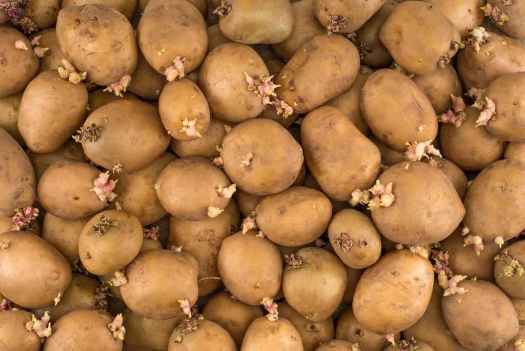 What Makes Potatoes Sprout Faster? 
