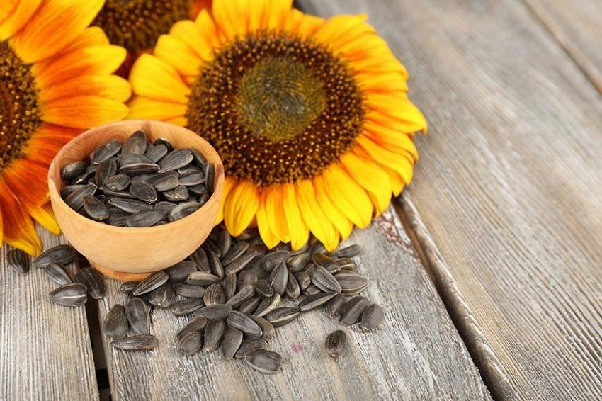 When Do You Plant Sunflower Seeds