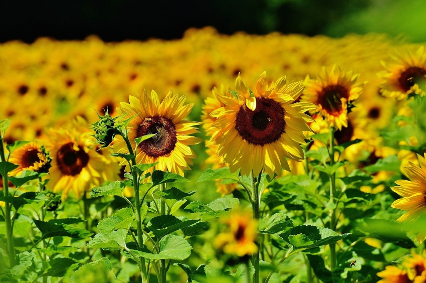 When Do You Plant Sunflower Seeds