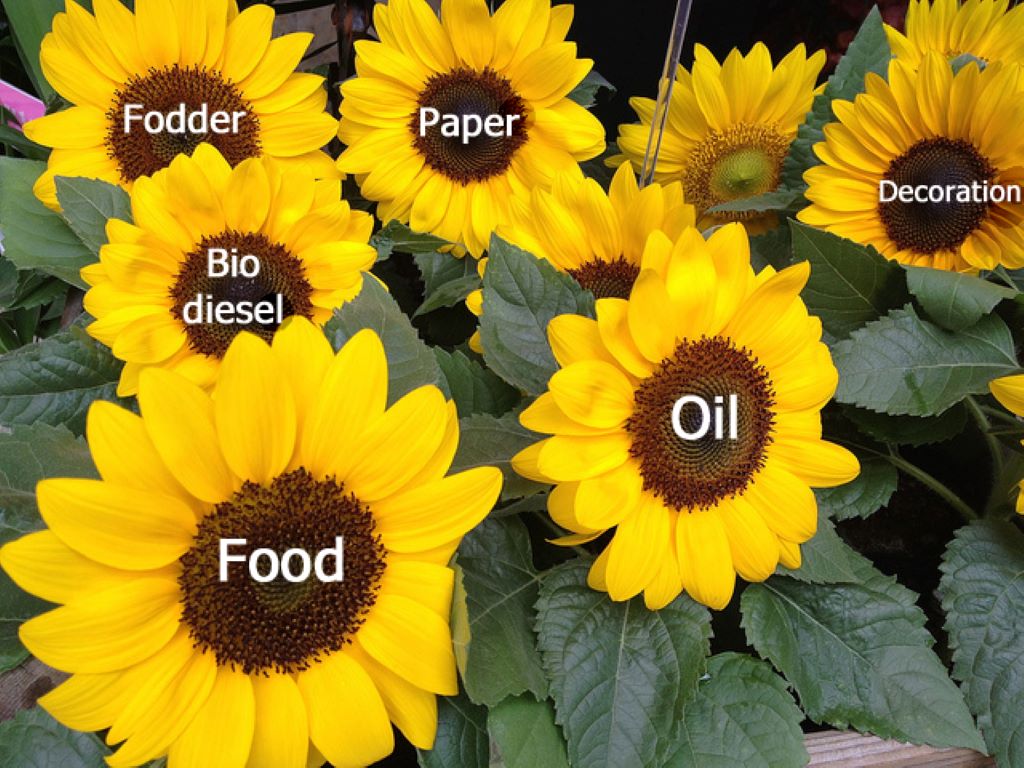 Sunflower Seeds as a Cash Crop