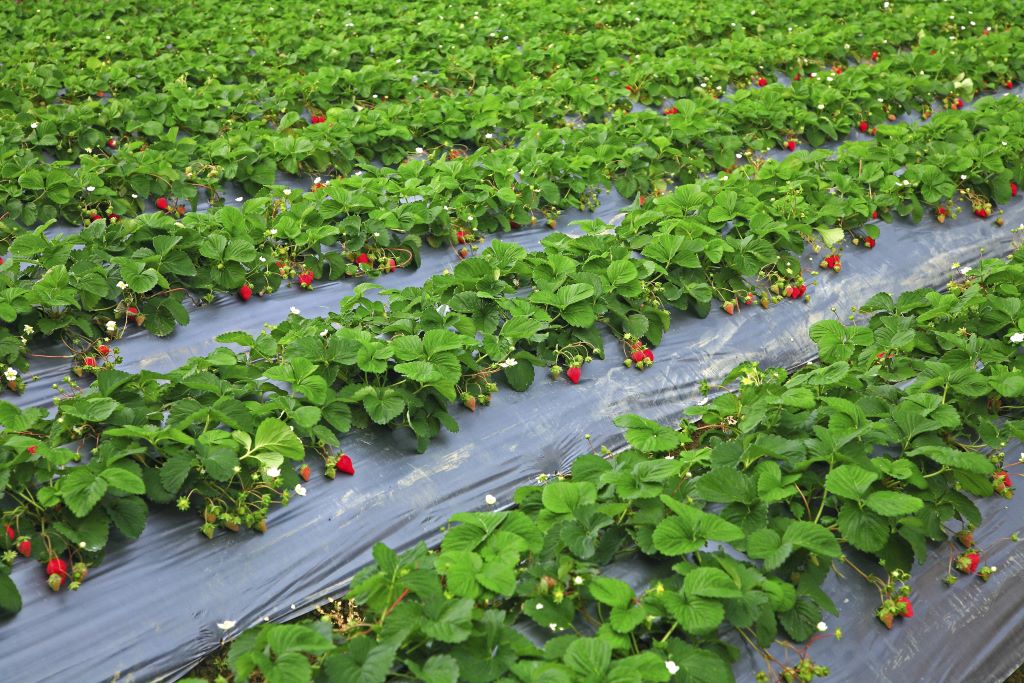 Growing Strawberries in Texas: Expert Tips for Picture-Perfect Harvests