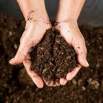 Peat Moss: The Silent Soil Saboteur